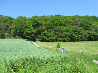 Wiese am Isenberg