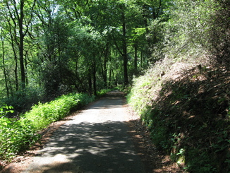 Waldweg auf dem Isenberg