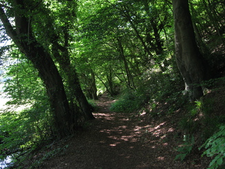 Waldweg am Isenbergbach