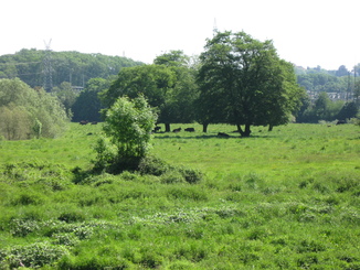 Wiese mit Kühen an der Ruhr