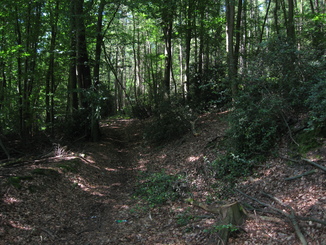 Waldweg von der Tippelstraße