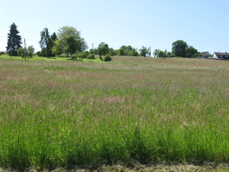 Wiese an der Tippelstraße