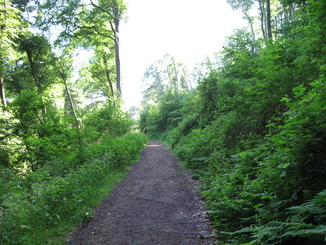 Waldweg zur Isenburg